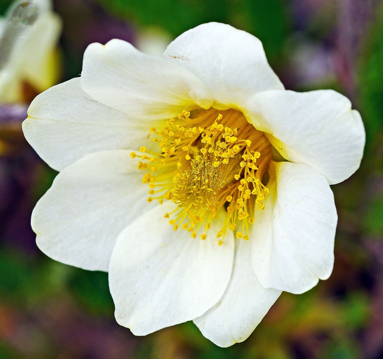 Eine weiße Blume mit gelben Akzenten im Botanischen Garten Münster.