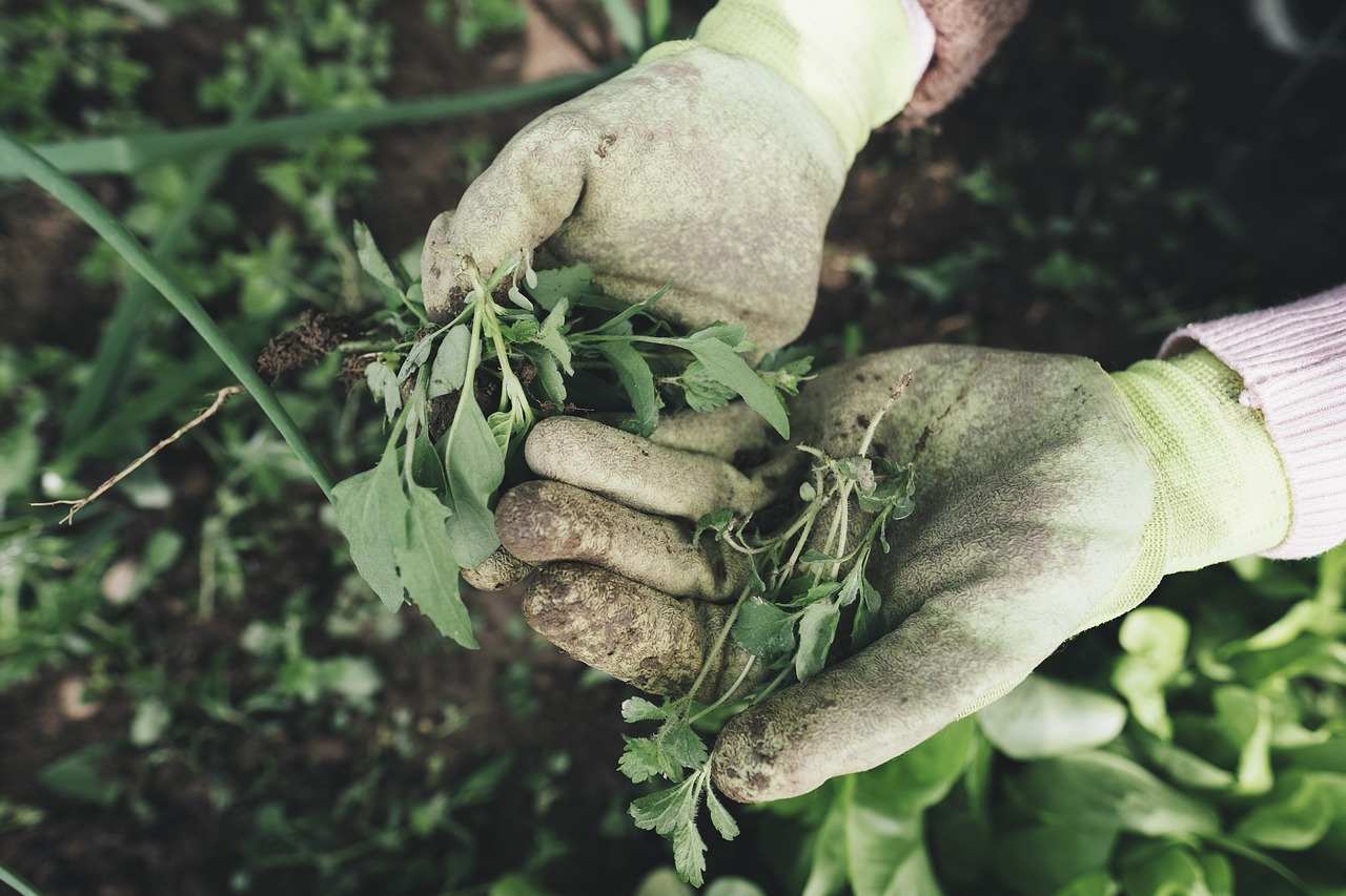 Unkraut beschäftigt viele Menschen bei ihrer täglichen Gartenarbeit.