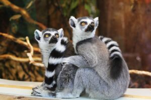 Der Allwetterzoo Münster und der Zoo Osnabrück starten erstmals eine limitierte Kombi-Jahreskarte für beide Standorte.