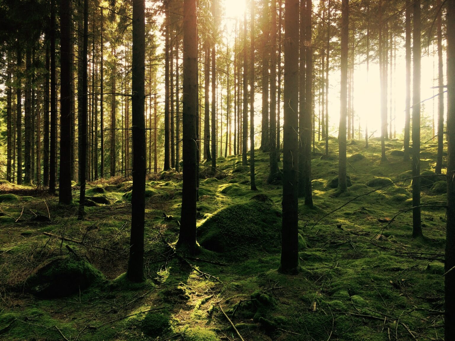 Warum Mountainbiker in NRW um ihre Trails fürchten