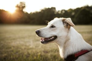 Tierheime in Münster und NRW fordern verlässlichere Unterstützung