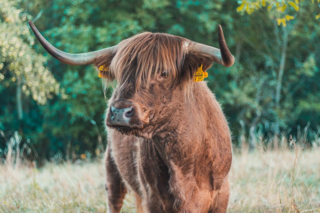 Die Hausse, manchmal auch als Bullenmarkt bekannt, ist ein unverkennbares Zeichen für aufsteigende Kurse an der Börse.