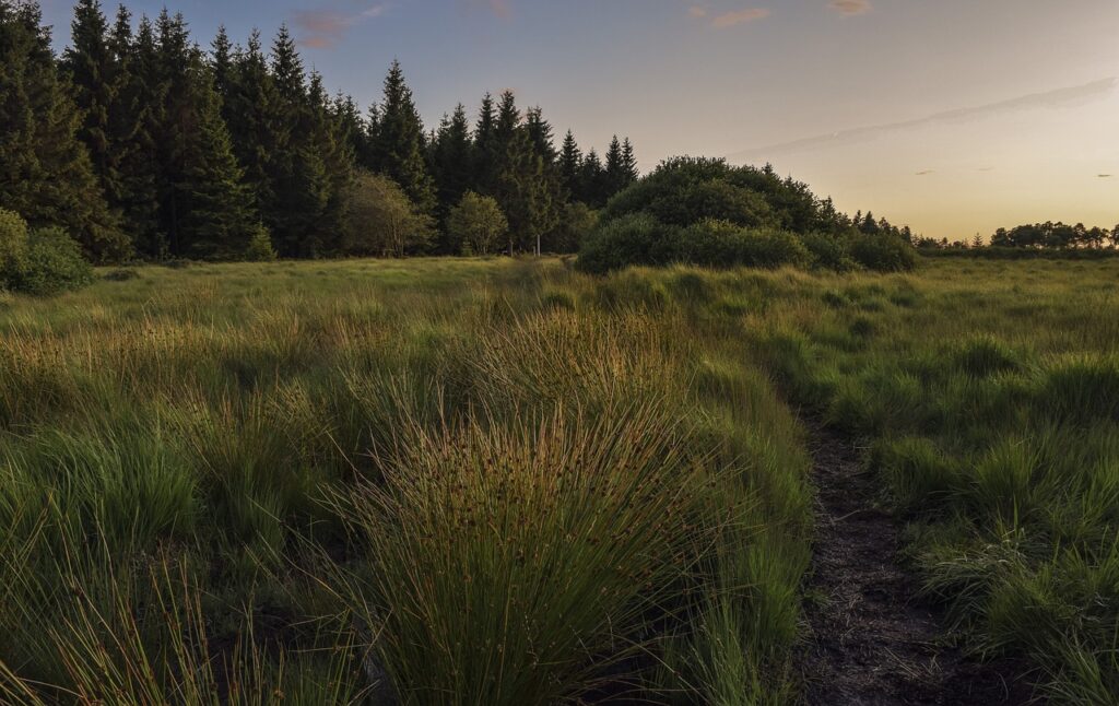 Das Venner Moor in Senden ist ein mystisches Naturschutzgebiet, das für seine beeindruckende Flora und Fauna bekannt ist. Dieses über 6.000 Jahre alte Gebiet, das fast verschwunden wäre, bietet eine perfekte Auszeit vom Alltag. Es gibt zwei markierte Rundwege, und es ist wichtig, auf den Wegen zu bleiben und Hunde an der Leine zu führen. Das Gebiet wird vom Regionalforstamt Münsterland