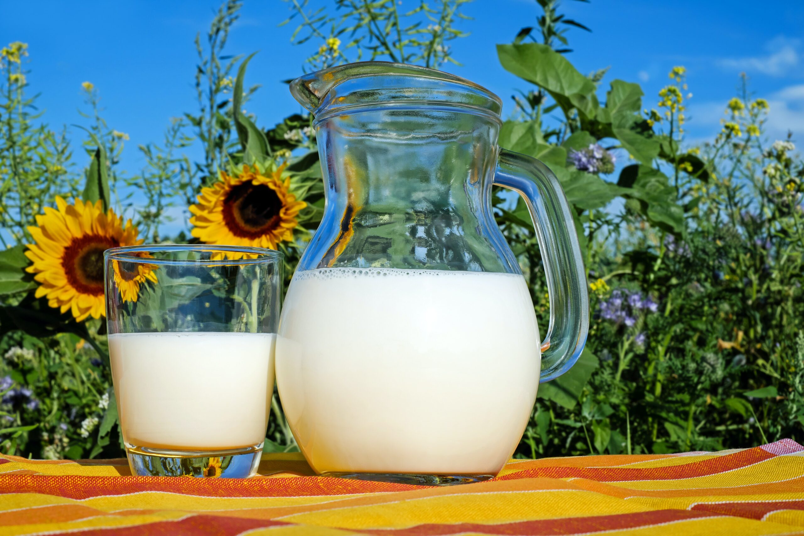 Milch, bzw. Laktose, ist ein wichtiger Baustein bei einer Ernährung, die sich auf den Muskelaufbau konzentriert.