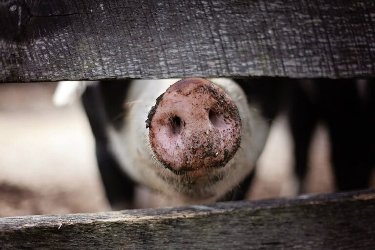 Ein Blick auf den erschütternden Vorfall in einem Schlachthof in Rheda-Wiedenbrück, bei dem Amtstierärzte in eine schwere Tierschutzkontroverse verwickelt waren. Großbrand in Hörstel: Über 500 Schweine verendet – Wohnhaus nach Stallbrand unbewohnbar