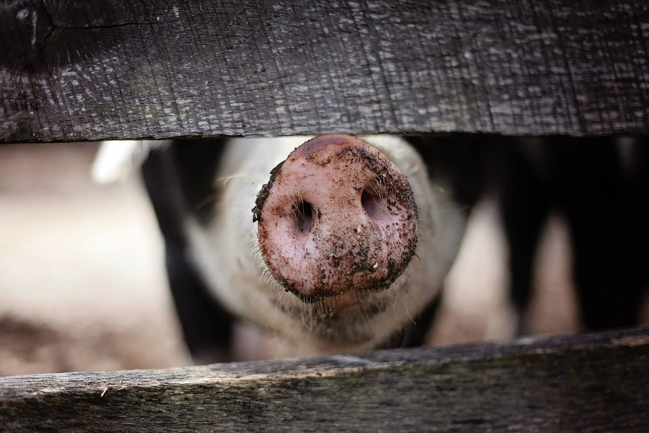 Ein Blick auf den erschütternden Vorfall in einem Schlachthof in Rheda-Wiedenbrück, bei dem Amtstierärzte in eine schwere Tierschutzkontroverse verwickelt waren. Großbrand in Hörstel: Über 500 Schweine verendet – Wohnhaus nach Stallbrand unbewohnbar