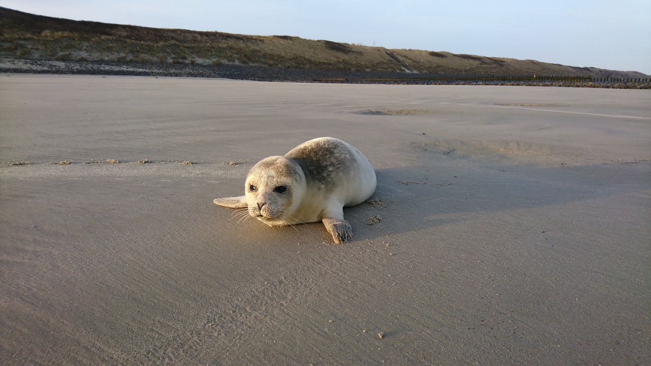 Wangerooge, oft als Seepferdchen der Nordsee bezeichnet, bietet Besuchern eine einzigartige autofreie Erfahrung mit der Inselbahn als Hauptverkehrsmittel. Diese malerische Insel verzaubert mit ihrer natürlichen Schönheit, reichen Geschichte und der Möglichkeit, Zugvögel in ihrer natürlichen Umgebung zu beobachten.