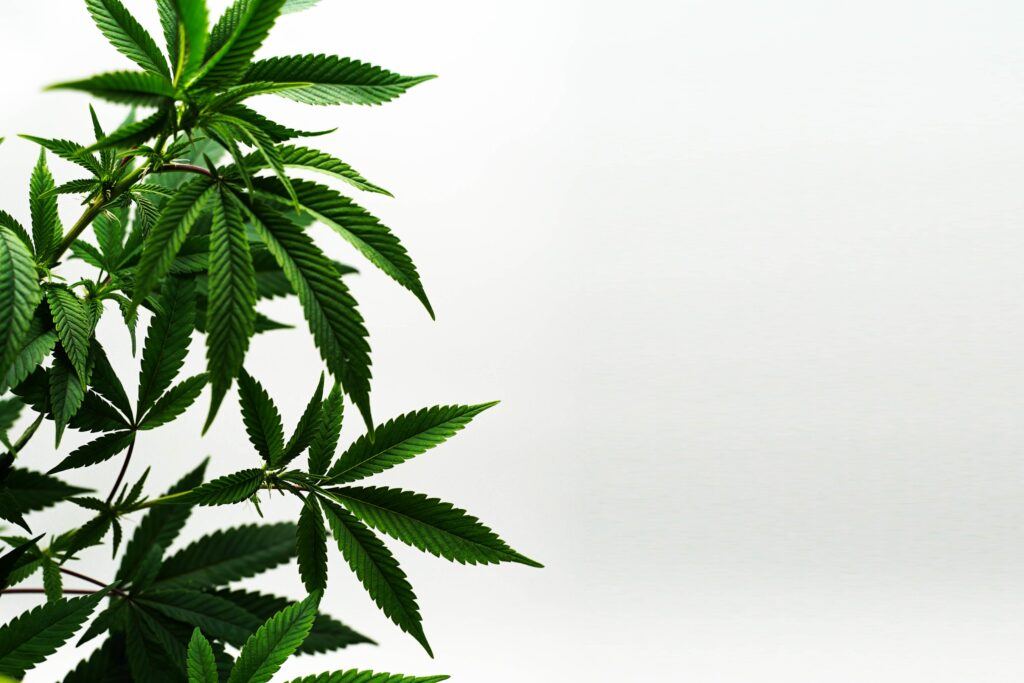 Canabis Legalisierung und Tilray