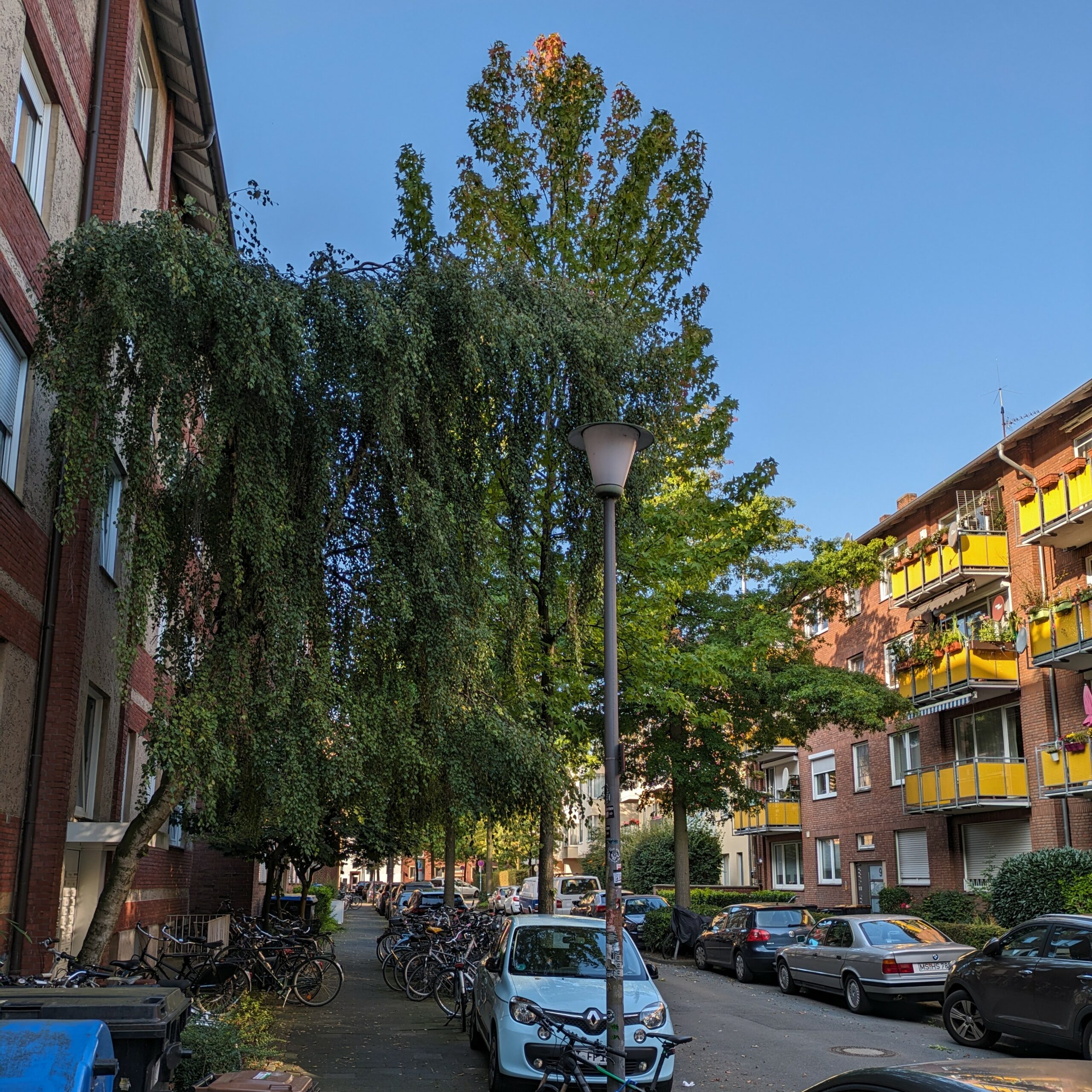 Das Südviertel Münster. Hier ist die Clevornstraße zu sehen.