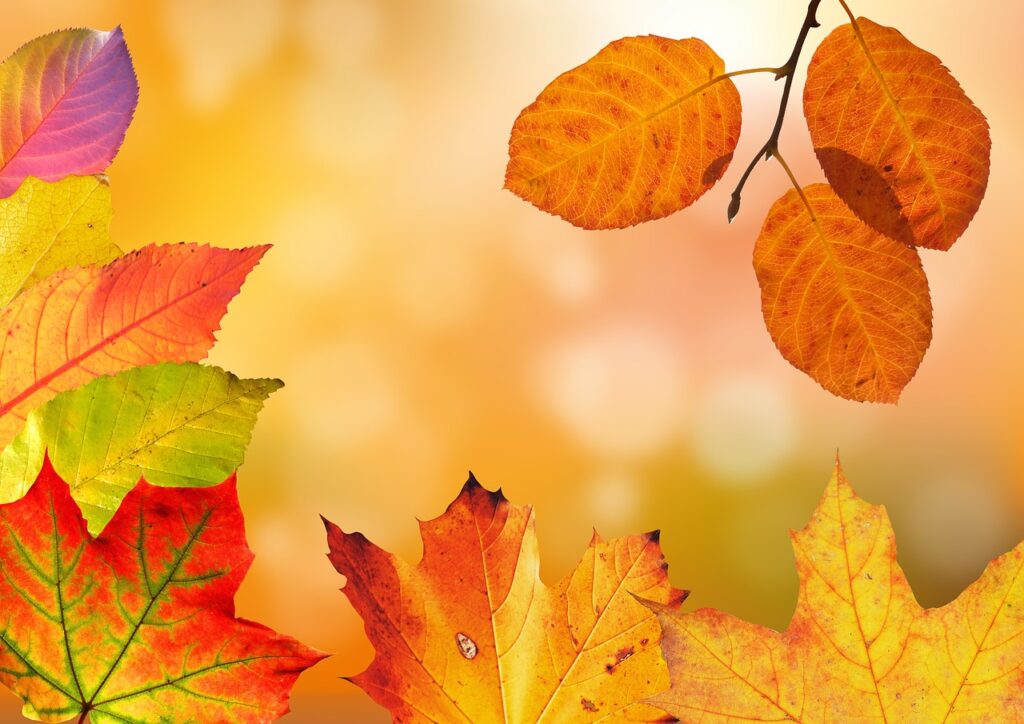 Entdecke kreative Bastelideen für den Herbst. Von Blätterkunst über Kürbis-Deko bis hin zu herbstlichen Windspielen – lass dich inspirieren und bringe die Schönheit des Herbstes in dein Zuhause!