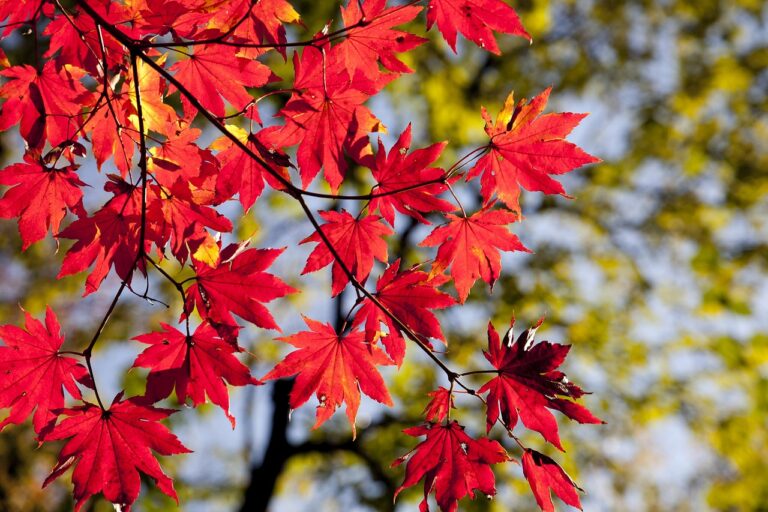 Mit dem Herbst kommt das Laub – und in Münster arbeiten die AWM und die Bürger Hand in Hand, um für sichere Straßen und Wege zu sorgen.