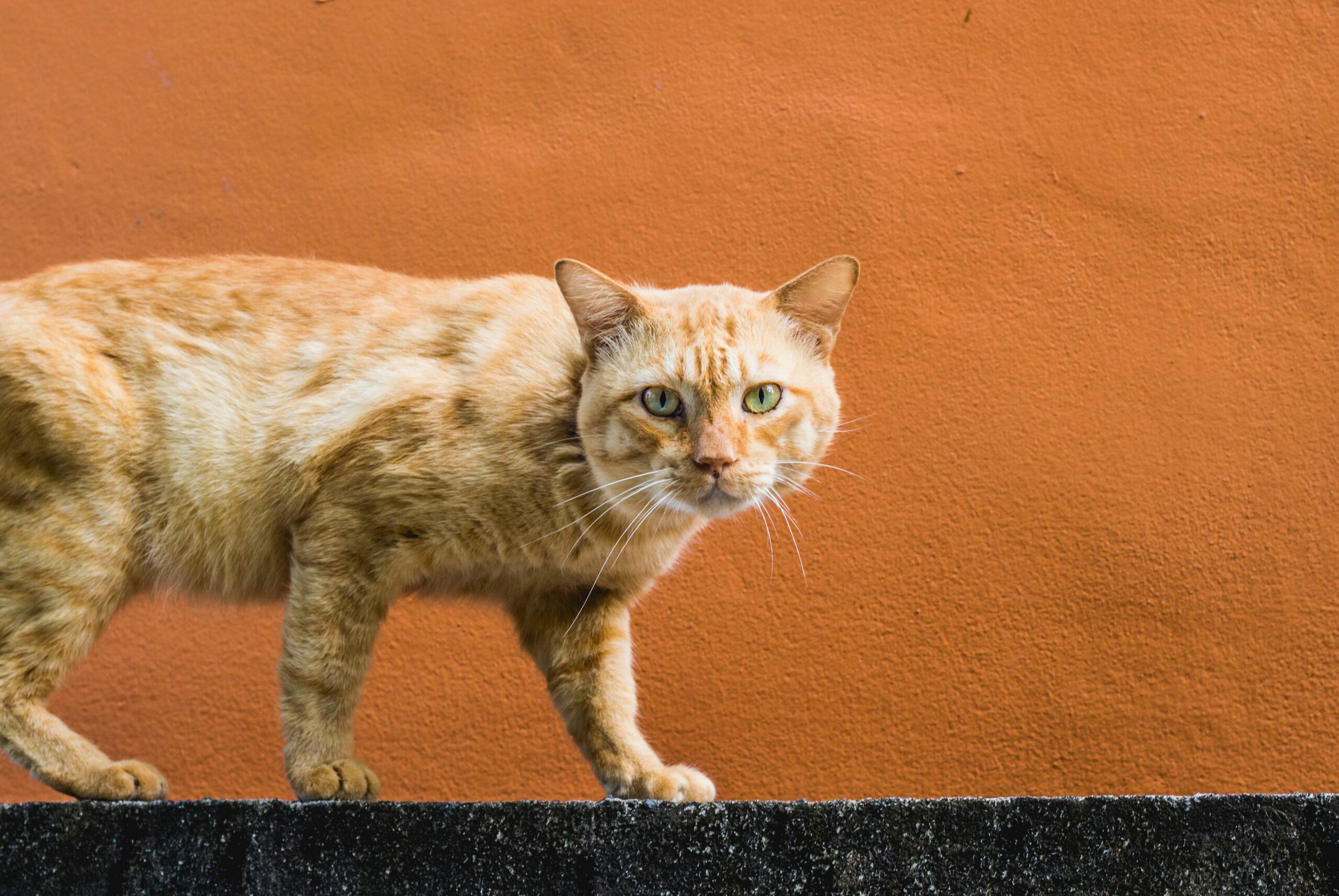 Katzen miauen, um mit Menschen zu kommunizieren, wobei sie eine Vielzahl von Lauten verwenden, um unterschiedliche Bedürfnisse und Gefühle auszudrücken. Während das Miauen oft zur Aufmerksamkeitsgewinnung oder als Ausdruck von Hunger, Stress oder Unbehagen eingesetzt wird, kann es auch ein Zeichen von Zuneigung und Wohlbefinden sein.