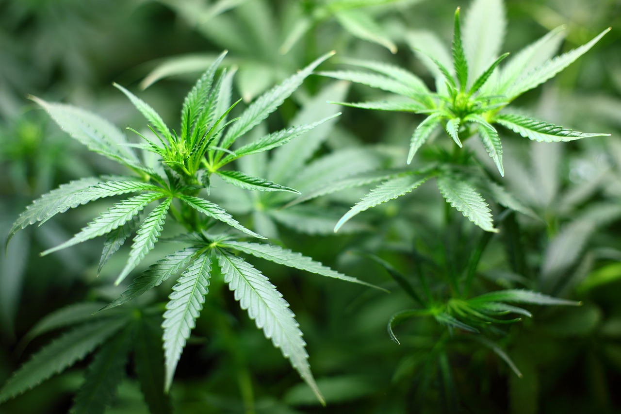 Der erste Cannabis-Club in NRW, „Joints Venture“ aus Bielefeld, eröffnet. Alles über Anbau, Regeln und Prävention. Polizei deckt illegale Cannabisplantagen in Greven, Leverkusen und Rheine auf. Zehn Verdächtige festgenommen, über 3.400 Pflanzen sichergestellt. Ermittlungen laufen weiter.