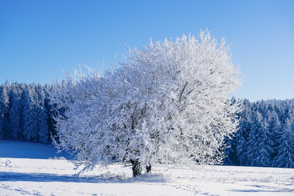 Genieße atemberaubende winterliche Naturausflüge in Münster. Erkunde die Rieselfelder, den Hiltruper See und den Aasee in einer verzauberten Winterlandschaft.