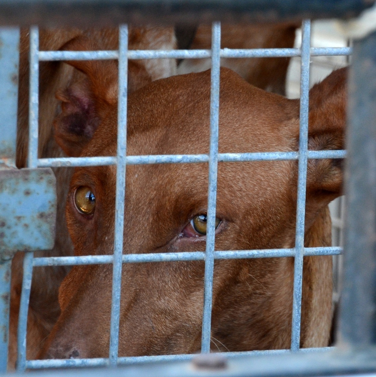 Tierheime und Gnadenhöfe im Münsterland sind überfüllt und verhängen Aufnahmestopps. Besonders betroffen sind Katzen-Gnadenhöfe und kommunale Tierheime.
