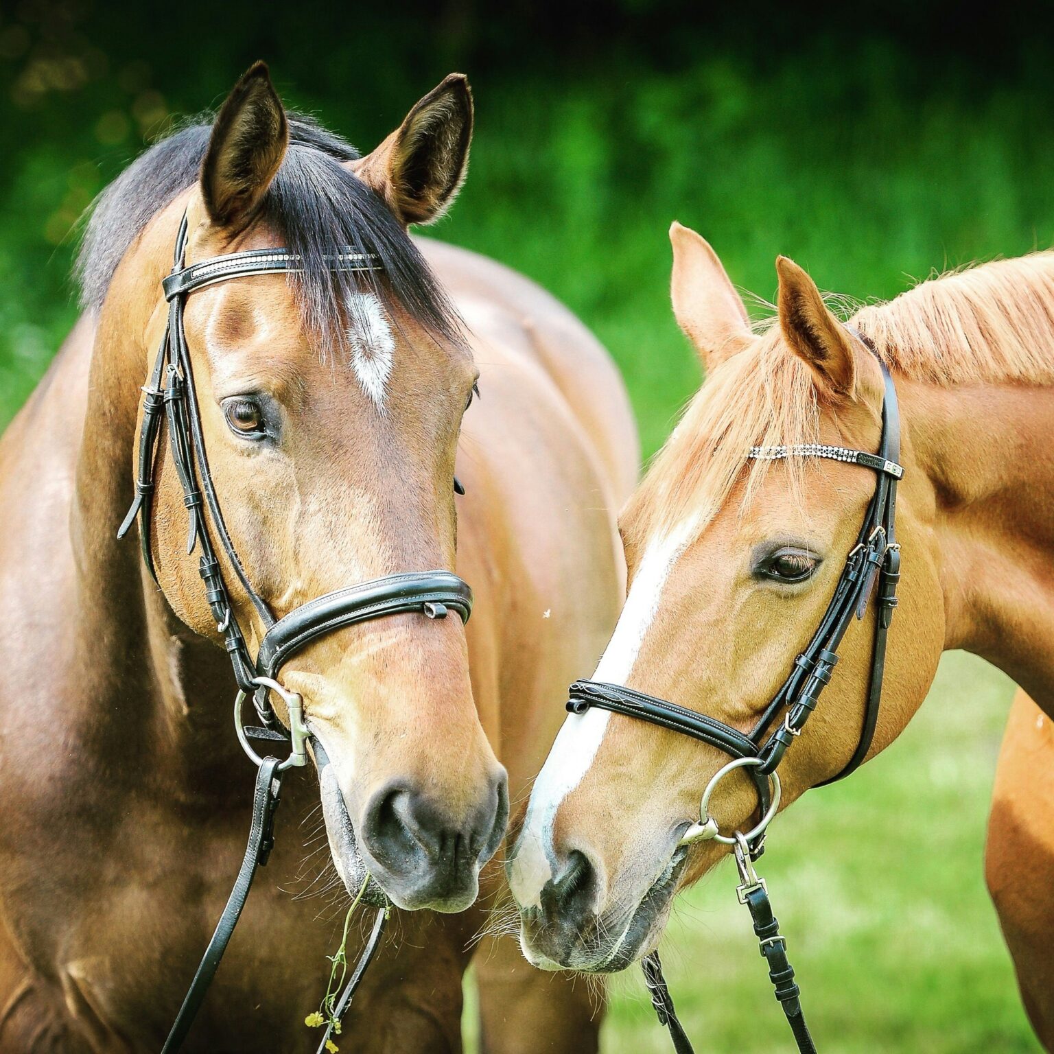Aufdeckung der Tierquälerei auf Reiterhof in Oelde Vor etwa einem Jahr erschütterten heimlich aufgenommene Videos die Öffentlichkeit, die grausame Misshandlungen von Pferden auf einem Reiterhof in Oelde dokumentierten. Diese schockierenden Aufnahmen führten schließlich zu einer juristischen Aufarbeitung des Falles. Schwerer Unfall in Schmallenberg: Autofahrerin kollidiert mit zwei Pferden. Die Folgen sind tragisch, die Ursache noch ungeklärt.