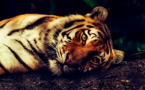 Trauer im Allwetterzoo Münster: Beide Tigerwelpen Verstorben. Nachts im Zoo Münster 2025: Alle Infos zu Programm, Tieren, Shows, Tickets, Anreise, Essen und Mitmachaktionen im Allwetterzoo.