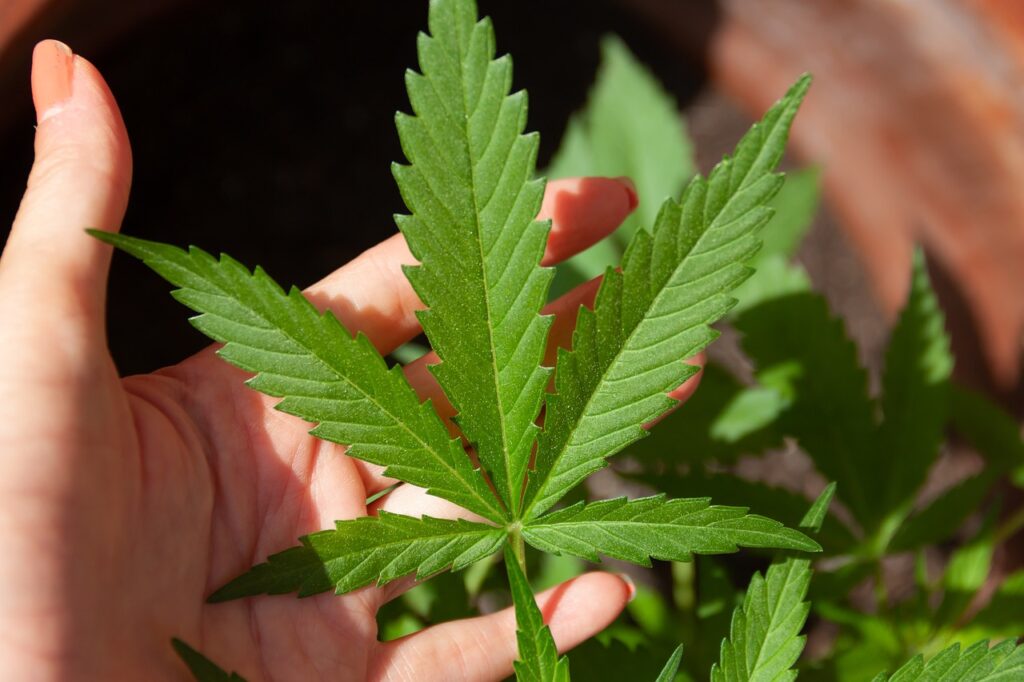 Cannabiskontrollen Münster: Seit Mai 2025 kontrollieren Stadt und Polizei gezielt Konsumverbote in Schulenähe und Fußgängerzonen.