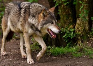 Ein Wolf in Borken sorgt für Aufsehen. NRW unterstützt mit Herdenschutzmaßnahmen, um Schäden am Vieh zu verhindern.