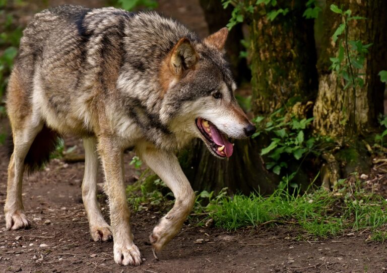 Ein Wolf in Borken sorgt für Aufsehen. NRW unterstützt mit Herdenschutzmaßnahmen, um Schäden am Vieh zu verhindern.