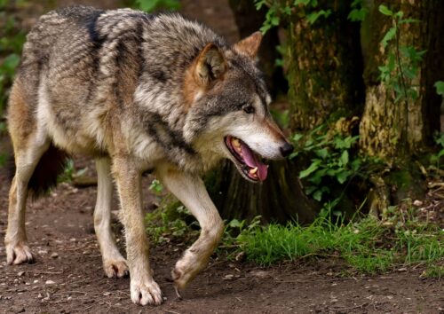 Ein Wolf in Borken sorgt für Aufsehen. NRW unterstützt mit Herdenschutzmaßnahmen, um Schäden am Vieh zu verhindern.