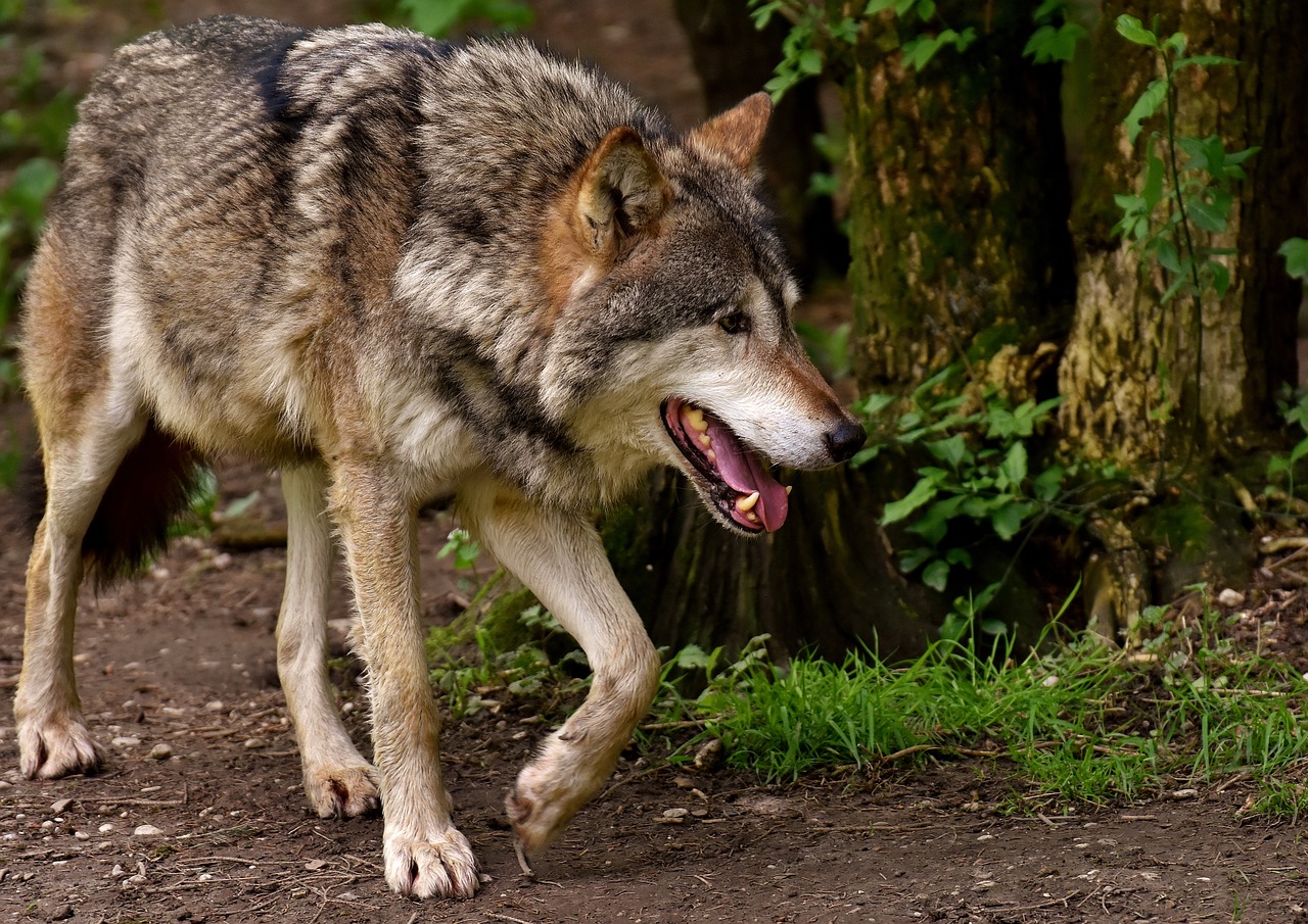 Ein Wolf in Borken sorgt für Aufsehen. NRW unterstützt mit Herdenschutzmaßnahmen, um Schäden am Vieh zu verhindern.