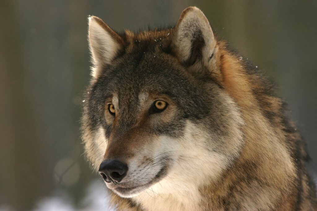 Ein bestätigter Bericht über eine Wolfssichtung im Süden Telgte. Dies wirft Licht auf die zunehmende Präsenz von Wölfen im Münsterland. Mit der Herdenschutz NRW Förderung unterstützt das Land ab sofort Tierhalter in allen Regionen, nicht mehr nur in ausgewiesenen Gebieten.
