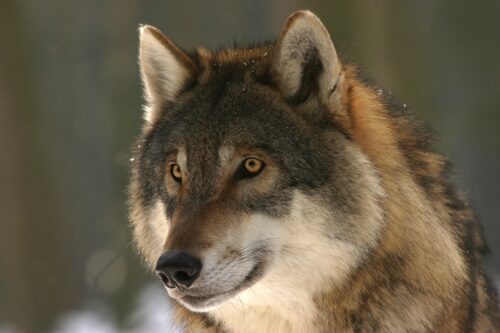 Ein bestätigter Bericht über eine Wolfssichtung im Süden Telgte. Dies wirft Licht auf die zunehmende Präsenz von Wölfen im Münsterland. Mit der Herdenschutz NRW Förderung unterstützt das Land ab sofort Tierhalter in allen Regionen, nicht mehr nur in ausgewiesenen Gebieten.