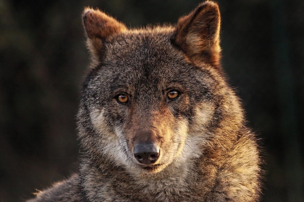 Ein Wildunfall auf der A1 bei Münster kostete einen Wolf das Leben. Alle Details zum Vorfall und den Maßnahmen nach dem Unfall.