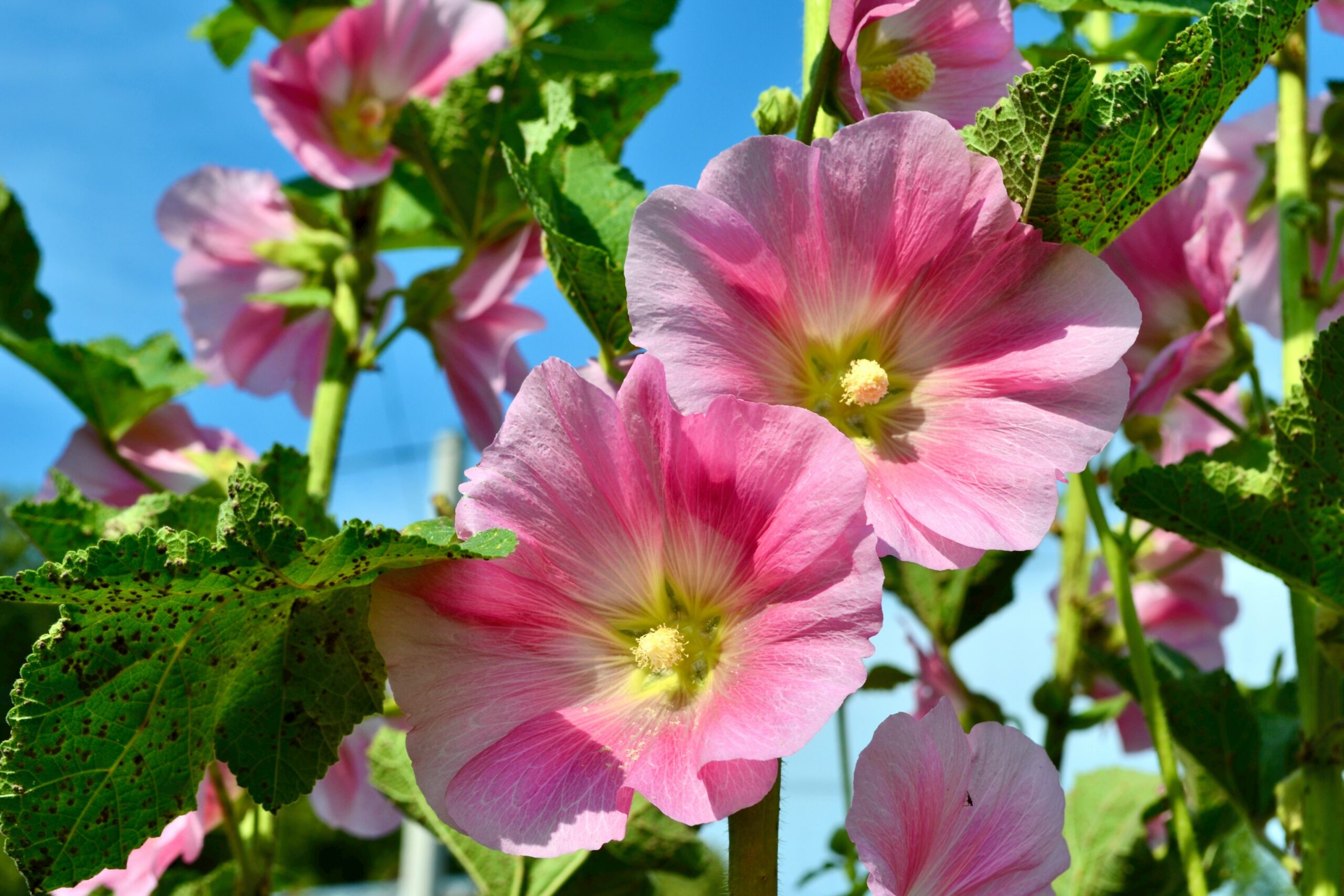Malven im März