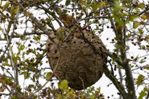 mögliches Nest einer Asiatische Hornisse in Münster