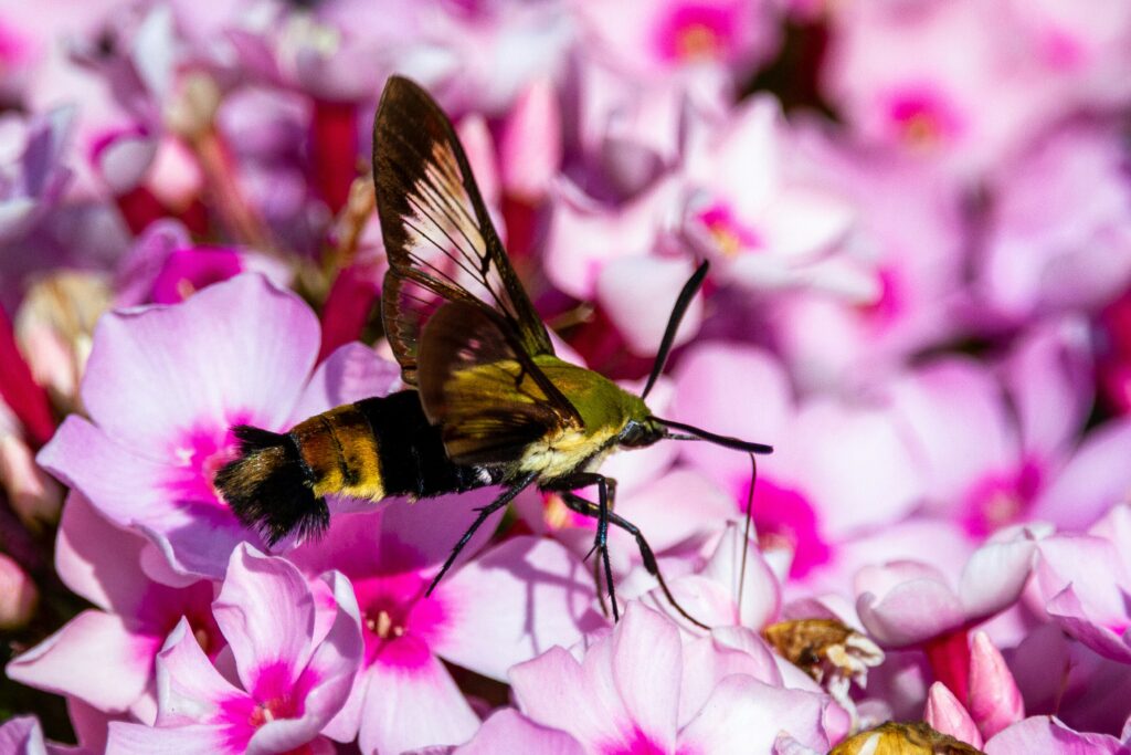 Phlox. Ziergarten im April – Säen und Pflanzen