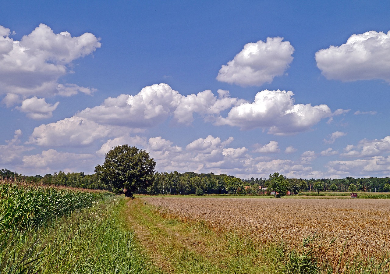 Feld in Amelsbüren