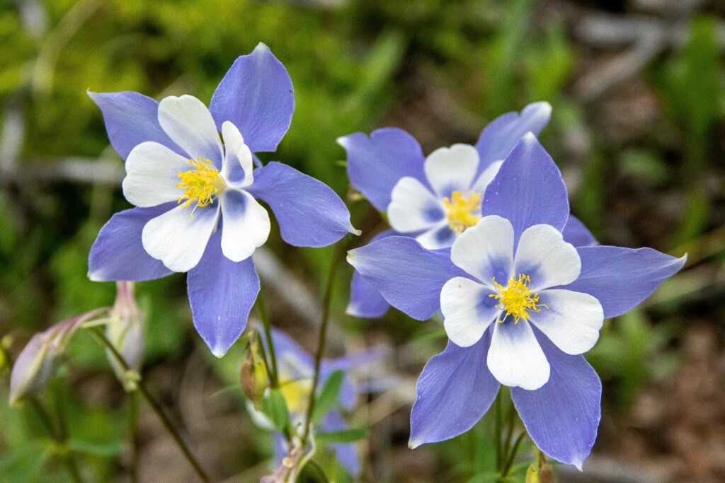Welche Sommerblumen sind mehrjährig?