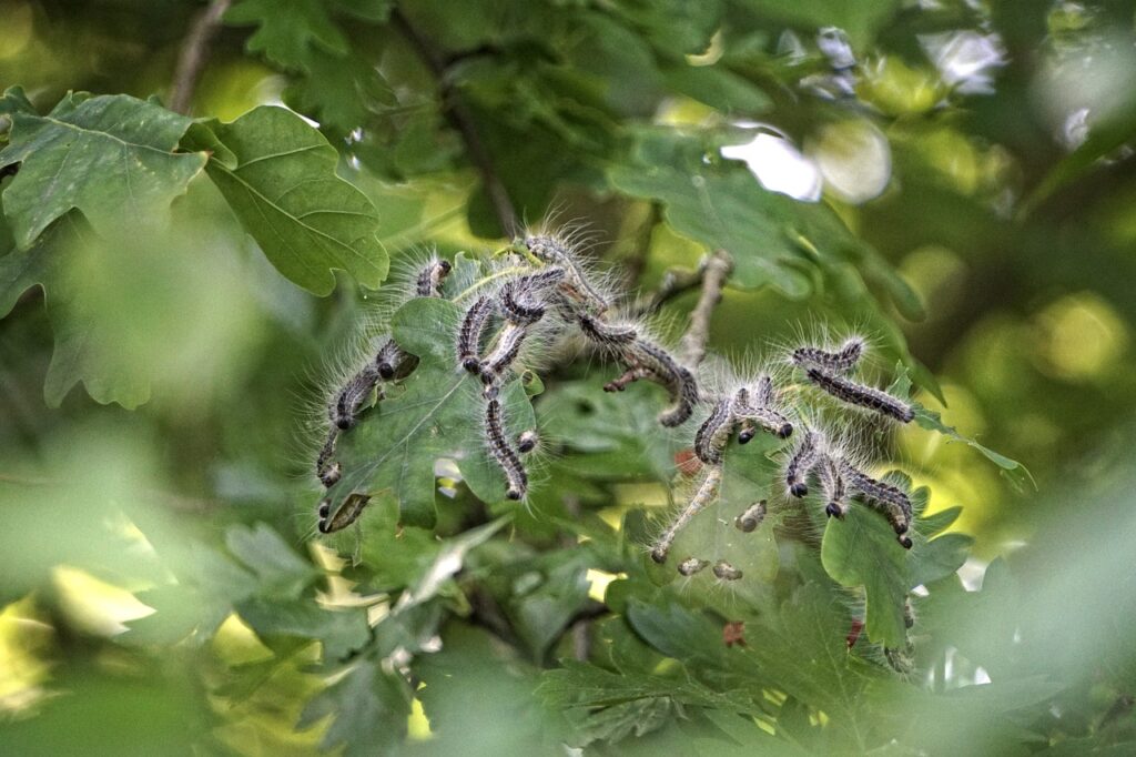 Erfahren Sie mehr über die präventive Bekämpfung des Eichenprozessionsspinner in Münster, einschließlich des Einsatzes des Biozids Foray ES