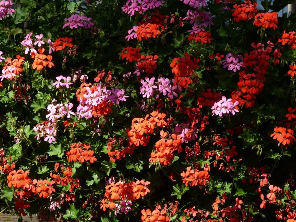 Erfahren Sie mehr über die Kontroverse im Kreuzviertel von Münster, wo das Ordnungsamt ungenehmigte Blumenkübel als verkehrsunfähig einstufte.