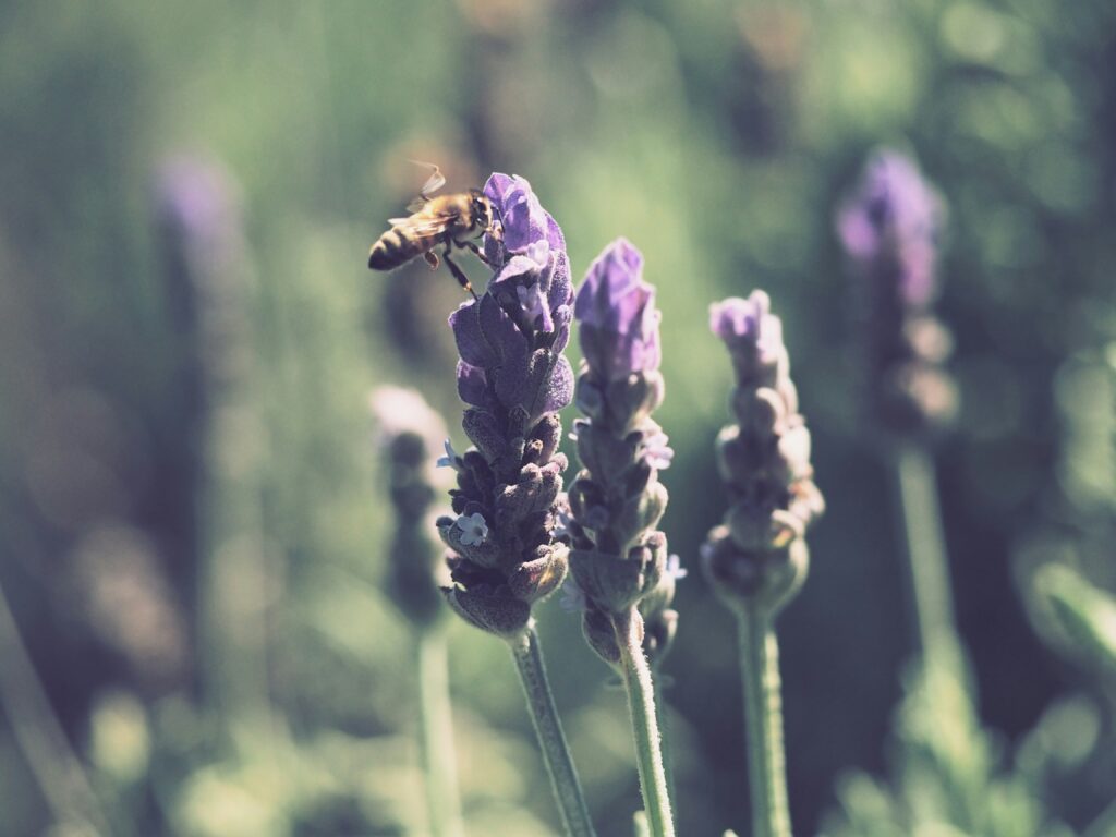 Wildbienen sind neben anderen Bienenarten unverzichtbare Bestäuber unserer Kultur- und Wildpflanzen. Doch leider sind viele Wildbienenarten bedroht, da ihnen geeignete Nistmöglichkeiten und Nahrungsquellen fehlen. Um den Wildbienen unter die Flügel zu greifen, ist es wichtig, ihnen Nistmöglichkeiten und ausreichend Nahrung in Form von bienenfreundlichen Pflanzen anzubieten. Ein Wildbienenhotel im Garten oder auf dem Balkon kann den bedrohten Insekten ein sicheres Zuhause bieten und dabei gleichzeitig die Bestäubung und Biodiversität in der Umgebung fördern. In diesem Artikel erfährst du, wie du selbst ein solches Wildbienenhotel bauen und die Umgebung oder deinen Garten bienenfreundlicher gestalten kannst.