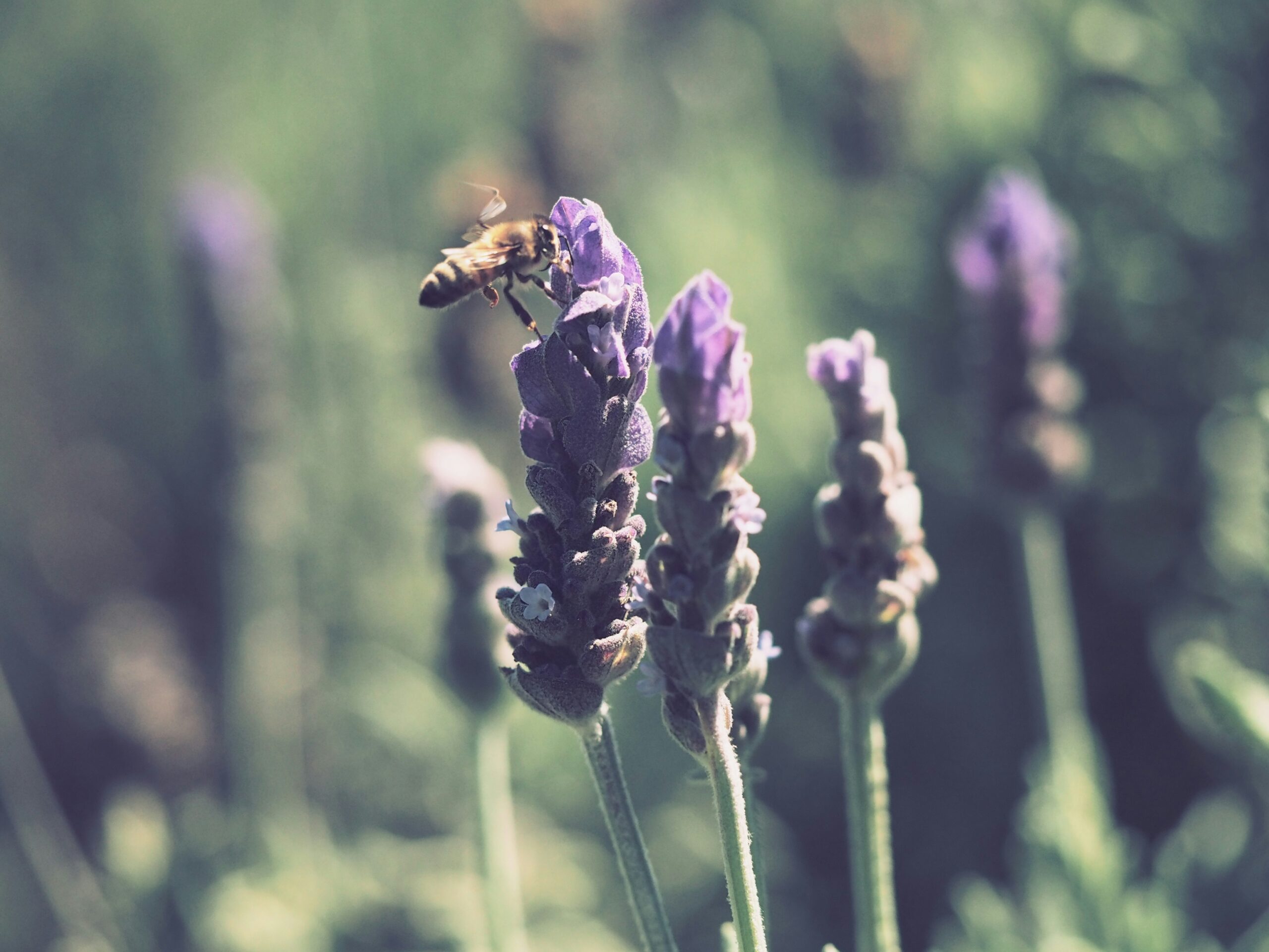 Wildbienen sind neben anderen Bienenarten unverzichtbare Bestäuber unserer Kultur- und Wildpflanzen. Doch leider sind viele Wildbienenarten bedroht, da ihnen geeignete Nistmöglichkeiten und Nahrungsquellen fehlen. Um den Wildbienen unter die Flügel zu greifen, ist es wichtig, ihnen Nistmöglichkeiten und ausreichend Nahrung in Form von bienenfreundlichen Pflanzen anzubieten. Ein Wildbienenhotel im Garten oder auf dem Balkon kann den bedrohten Insekten ein sicheres Zuhause bieten und dabei gleichzeitig die Bestäubung und Biodiversität in der Umgebung fördern. In diesem Artikel erfährst du, wie du selbst ein solches Wildbienenhotel bauen und die Umgebung oder deinen Garten bienenfreundlicher gestalten kannst.