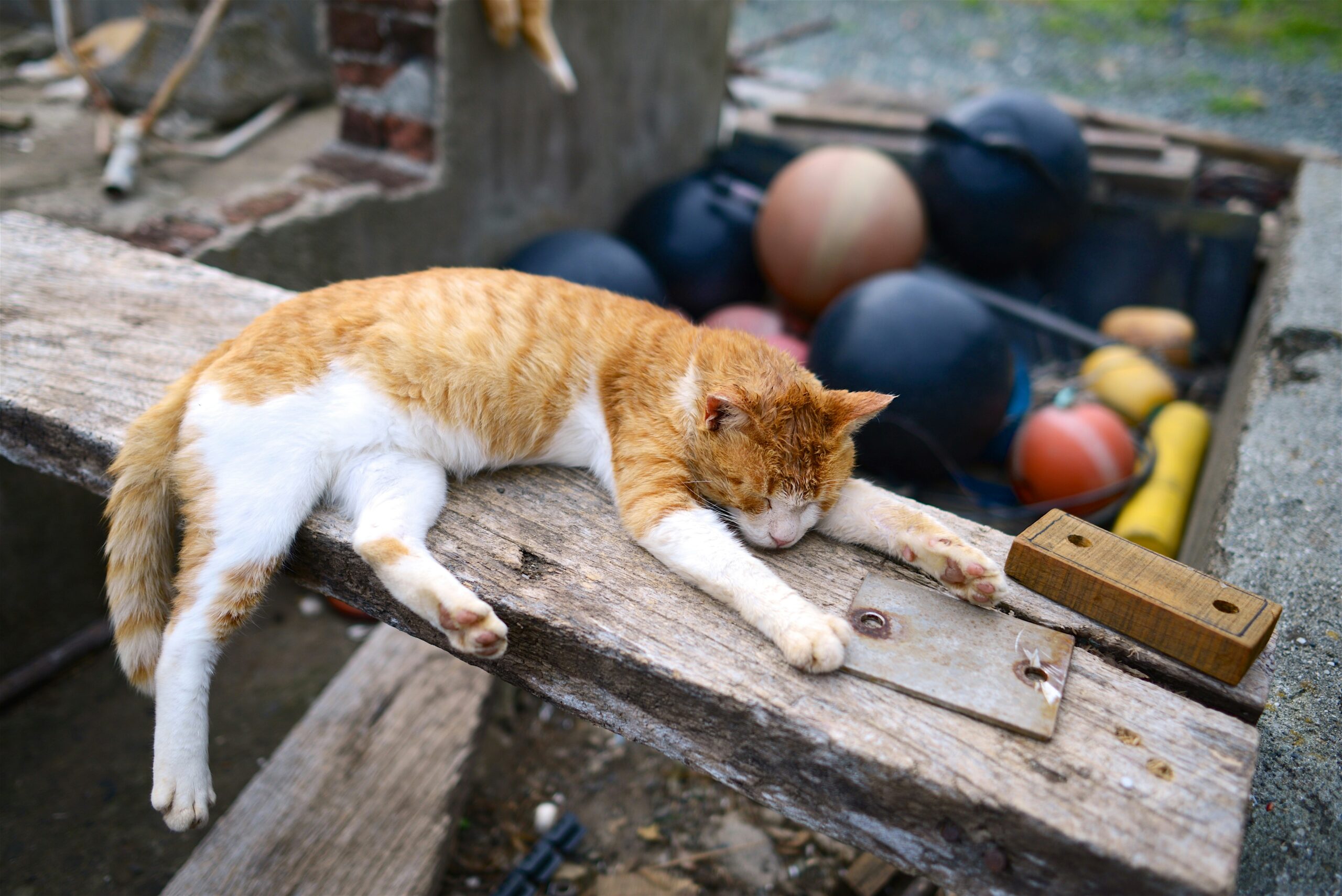 Ein lokales Problem wird sichtbar Während viele das Problem der Straßenkatzen oft mit südlichen Ländern assoziieren, sind auch deutsche Städte wie Münster stark betroffen. Hier, im Herzen Westfalens, kämpfen zahlreiche frei lebende Katzen ums Überleben. "Das Leid dieser Tiere bleibt meist verborgen, doch wir sehen täglich die Konsequenzen", erklärt Manuela Borgschulte von den Tierfreunden Münster. Ihre Organisation ist eine von vielen in der Stadt, die sich dieser Problematik annehmen.