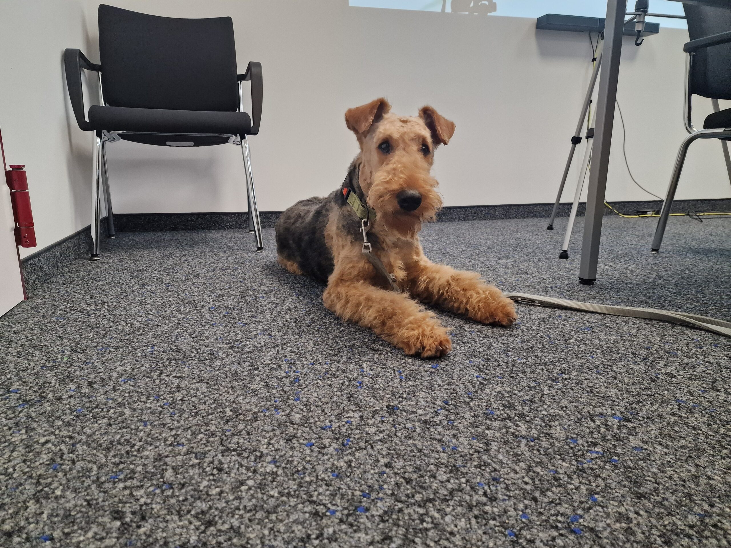 Assistenzhund Münster: Ein Hund, mehr als ein Begleiter In Münster hat der Assistenzhund Dobby gezeigt, wie unverzichtbar solche Tiere im Berufsalltag ihrer Besitzer sein können. Seit über einem Jahr unterstützt der Airedale-Terrier seine Besitzerin Ursula Schraa, eine Dezernentin bei der Bezirksregierung Münster, nicht nur im privaten, sondern auch im beruflichen Umfeld. Trotz seiner süßen Ausstrahlung, die viele dazu verleitet, ihn streicheln zu wollen, ist Dobby vor allem ein lebensrettender Begleiter.