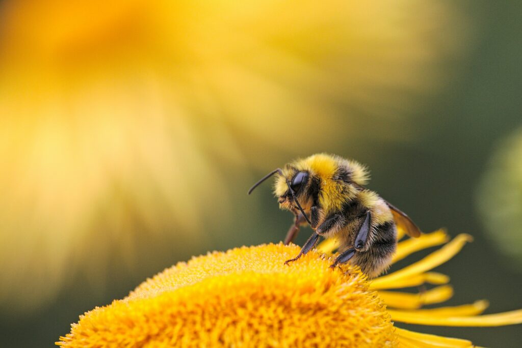 Weltbienentag 2024: Die Bedeutung der Bienen für unser Ökosystem und unsere Ernährung Am 20. Mai 2024 wird weltweit der Weltbienentag begangen, um die essenzielle Rolle der Bienen in unseren Ökosystemen zu feiern und ihren Schutz zu fördern. Dieser Tag dient nicht nur dazu, die Schönheit und Vielfalt dieser bemerkenswerten Insekten zu würdigen, sondern auch ihre wichtige Funktion bei der Bestäubung von Pflanzen hervorzuheben.