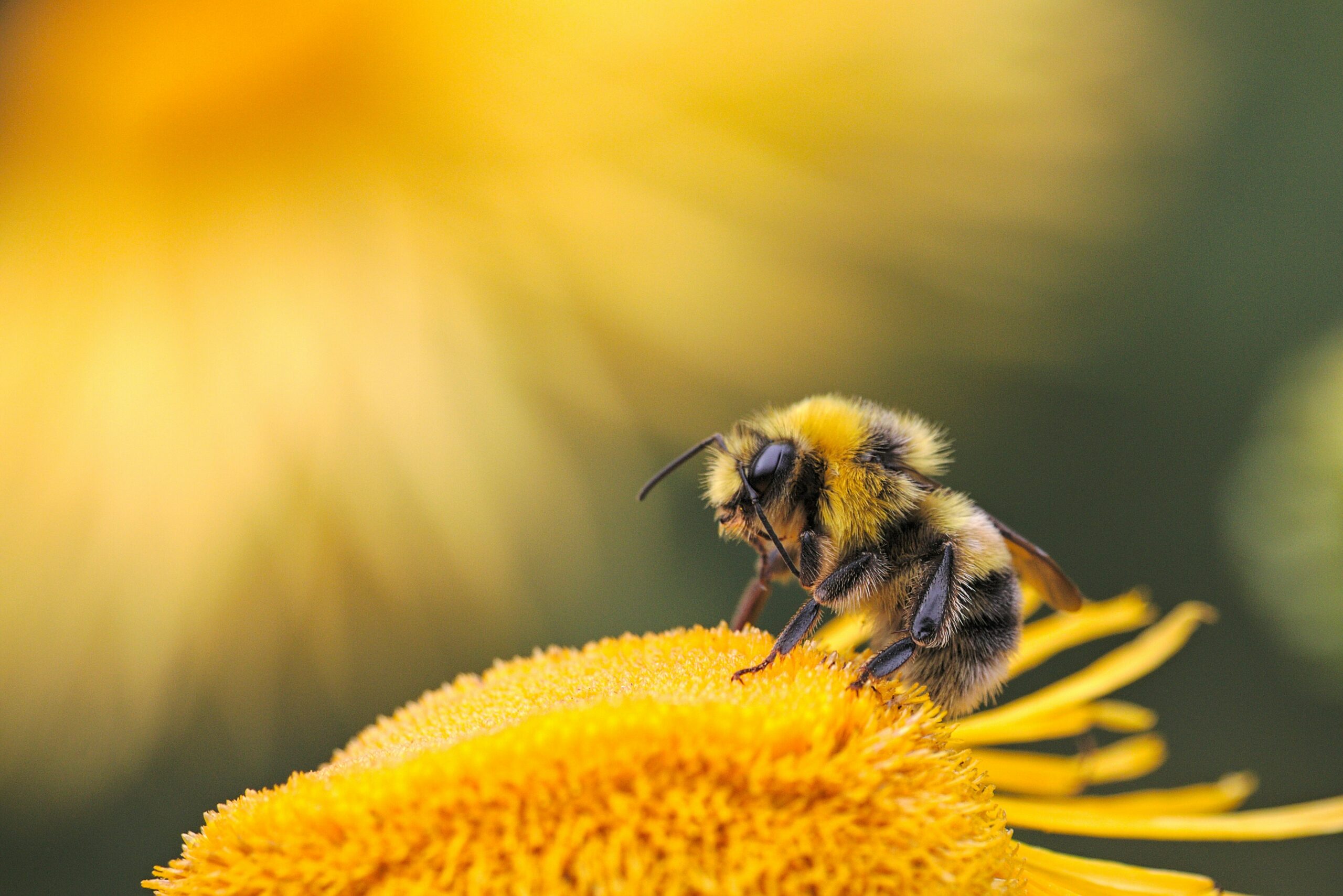 Weltbienentag 2024: Die Bedeutung der Bienen für unser Ökosystem und unsere Ernährung Am 20. Mai 2024 wird weltweit der Weltbienentag begangen, um die essenzielle Rolle der Bienen in unseren Ökosystemen zu feiern und ihren Schutz zu fördern. Dieser Tag dient nicht nur dazu, die Schönheit und Vielfalt dieser bemerkenswerten Insekten zu würdigen, sondern auch ihre wichtige Funktion bei der Bestäubung von Pflanzen hervorzuheben.