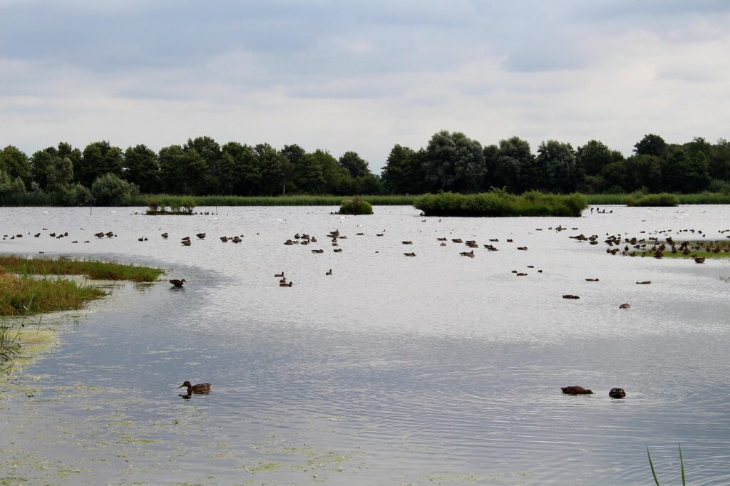 Die Rieselfelder Münster sind ein bedeutendes Vogelschutzgebiet, das eine beeindruckende Vielfalt und Fülle an Vogelarten beherbergt, die sowohl rasten als auch brüten.