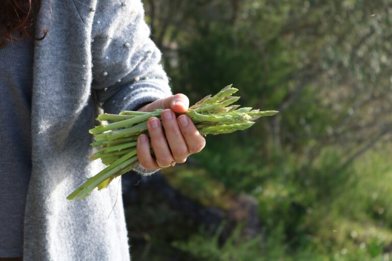 Die Spargelsaison im Münsterland ist eröffnet: Erfahre alles über Anbau, Ernte und regionale Verkaufsstellen für Spargel im Münsterland.