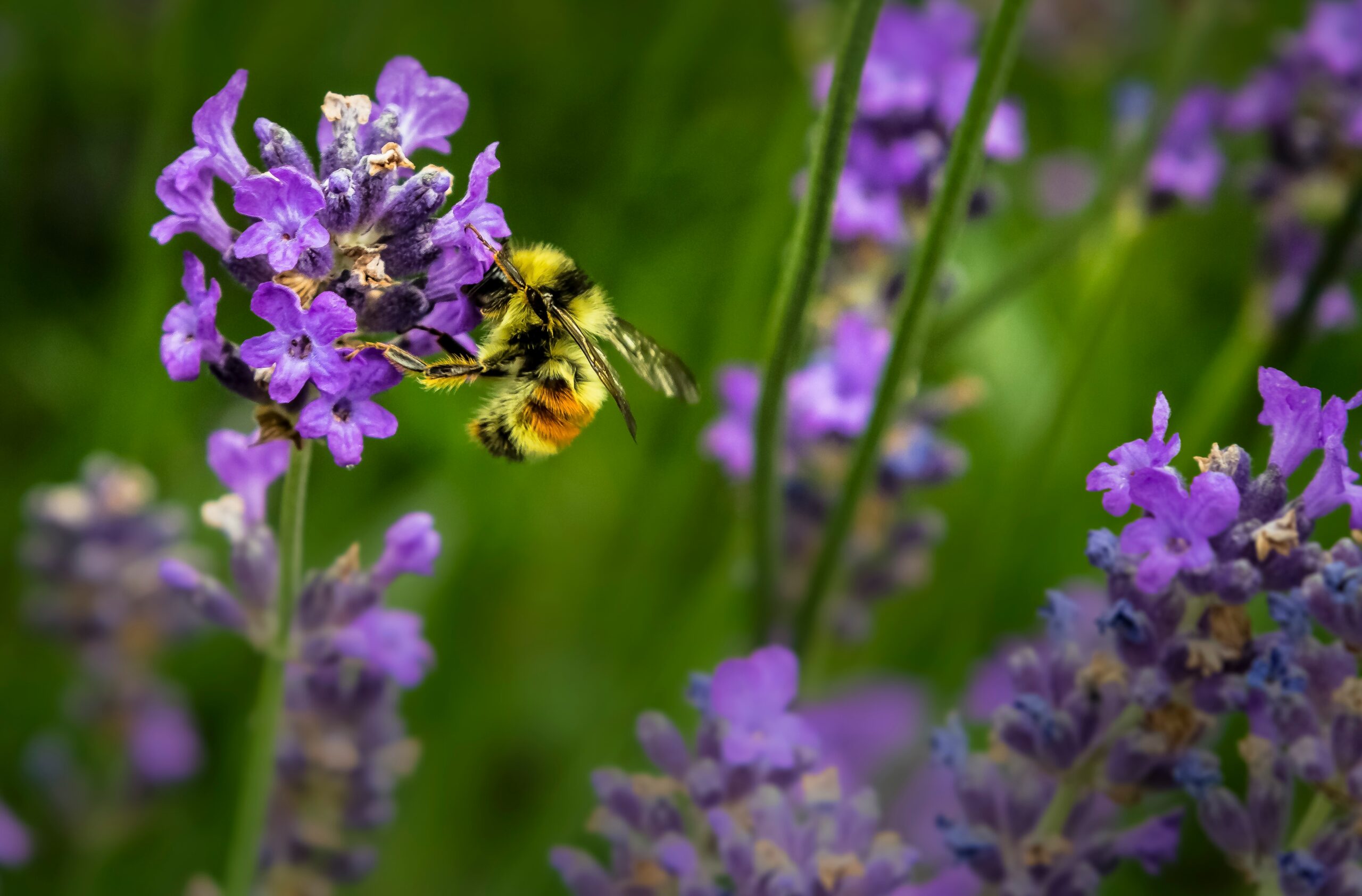 Bienenfreundliche Blumen