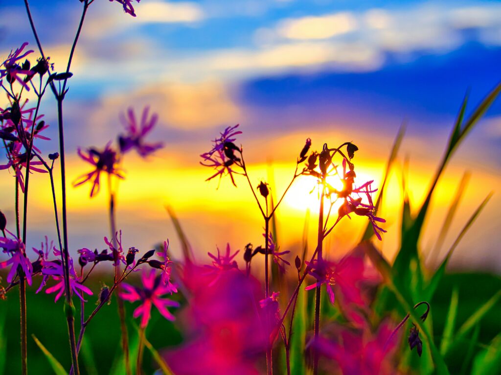 Wie oft muss ich meine Blumen im Sommer gießen?