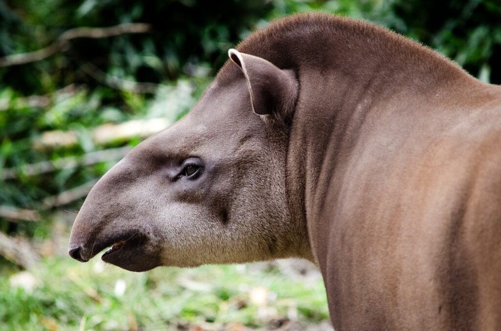 Tapir Theo wurde vom Allwetterzoo Münster als EM-Orakel ausgewählt, um die Spiele der deutschen Nationalmannschaft vorherzusagen.