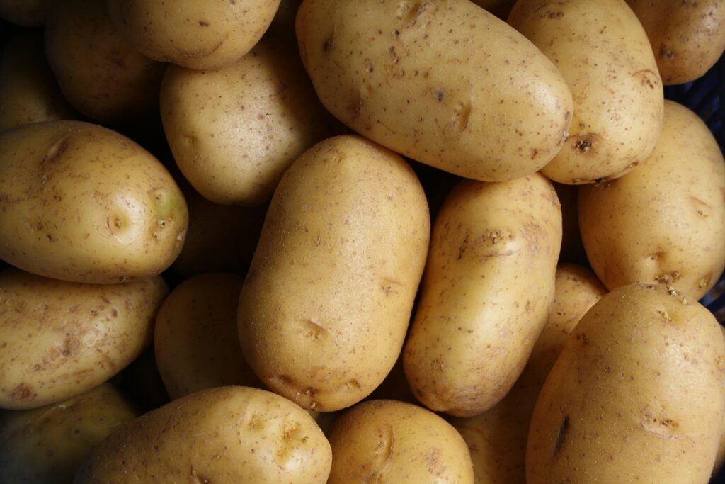 Kartoffelernte Münsterland. Die Kartoffelbauern im Münsterland stehen vor einem schwierigen Jahr. Ohne regelmäßige und wirksame Bekämpfungsmaßnahmen können die Kartoffelpflanzen nicht überleben. Vorerst bleibt den Bauern nur die Hoffnung auf stabiles, gemäßigtes Wetter und die Entwicklung resistenter Kartoffelsorten, um die Bedrohung durch Phytophthora infestans zu bewältigen.
