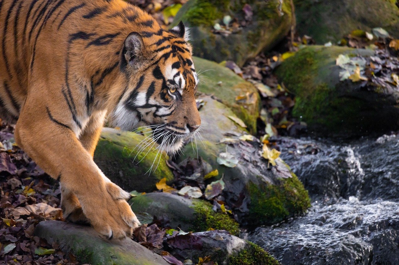 : Vier junge Tiger im Allwetterzoo Münster geboren. Ein Erfolg für den Artenschutz und die Erhaltung der stark gefährdeten Sibirischen Tiger. Werden sie diesmal überleben?