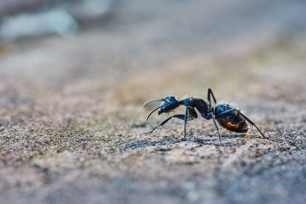 Invasive Ameisen: Bedrohung durch Tapinoma magnum und ihre mögliche Ausbreitung bis nach Münster Aktuelle Situation in Kehl, Baden-Württemberg In der Stadt Kehl in Baden-Württemberg gibt es derzeit ernsthafte Probleme mit einer invasiven nordafrikanischen Ameisenart, bekannt als Tapinoma magnum. Diese Ameisen haben sich seit Herbst 2023 stark ausgebreitet und bilden sogenannte „Superkolonien“. Diese Kolonien sind besonders problematisch, da sie in Gärten, Häuser und sogar in Stromkästen eindringen können, was in der Vergangenheit bereits zu Stromausfällen geführt hat.